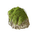 Aqua Della Moss Stone met Zuignap XS Aqua Della Moss Stone met Zuignap XS