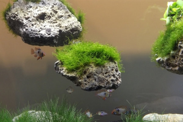 Aqua Della Moss Stone met Zuignap Small Aqua Della Moss Stone met Zuignap Small