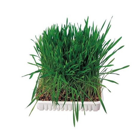 Trixie Knaagdier/Konijnengras