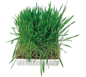 Trixie Kattengras Trixie Kattengras