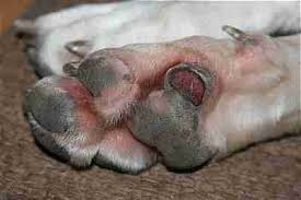 Let op voor strooizout tijdens de wandeling met je hond.