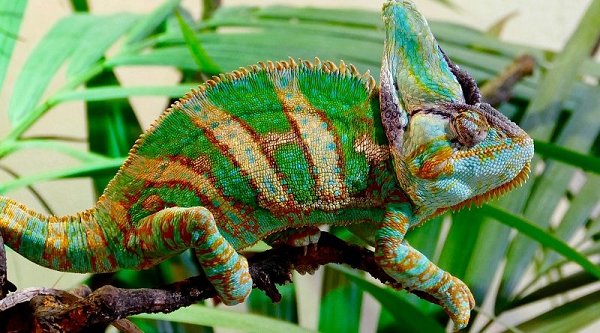 Onderzoek Ambtenaren dichtbij Kameleon Terrarium inrichten? - Pets Gifts