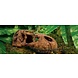 Exo Terra T-Rex Schedel Exo Terra T-Rex Schedel