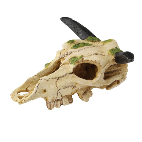 Terra Della Terrarium Schuilplaats Caraboa Schedel