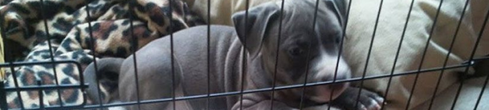 Je hond meenemen in een hondenbench van Petsgifts!