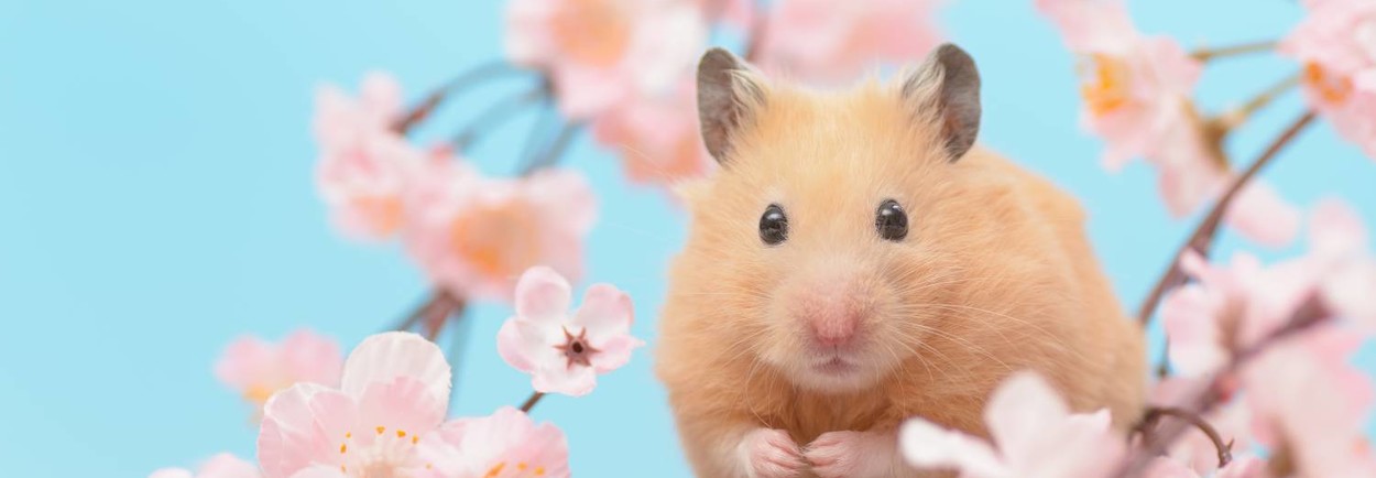 De beste hamsterkooien kopen bij Petsgifts! De beste hamsterkooien kopen bij Petsgifts!