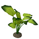 Aqua Della Kunstplant Anubias 3 Aqua Della Kunstplant Anubias 3