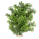Aqua Della Kunstplant Phoenix Groen Large Aqua Della Kunstplant Phoenix Groen Large
