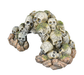 Aqua Della Doodshoofd Grot