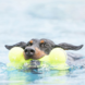 KONG Air Squeaker Bone KONG Air Squeaker Bone