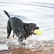 KONG Air Squeaker Football KONG Air Squeaker Football