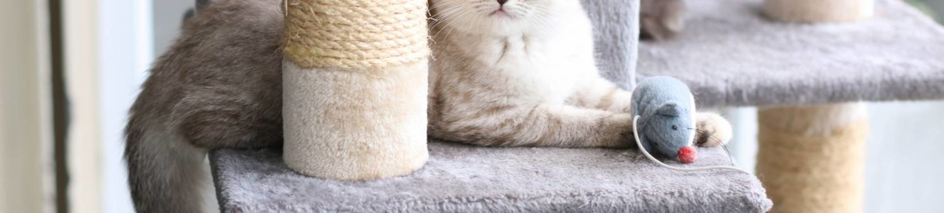 De leukste krabpaal kopen doe je bij Petsgifts!