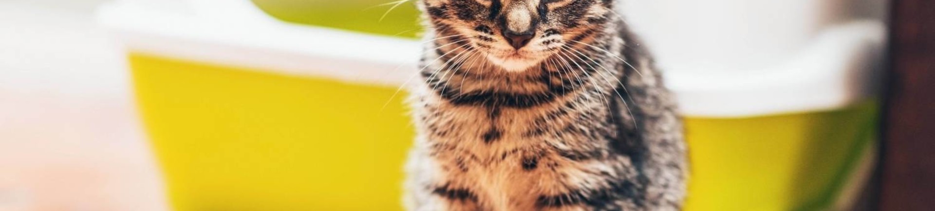 Hygiënische kattenbakken tegen de beste prijs