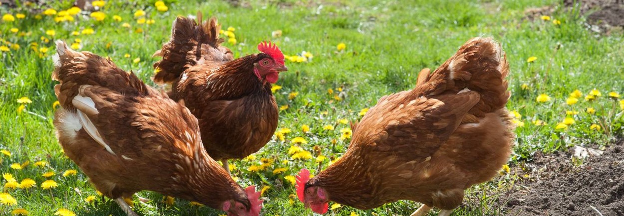 Het beste kippenhok kopen doe je bij Petsgifts.nl!