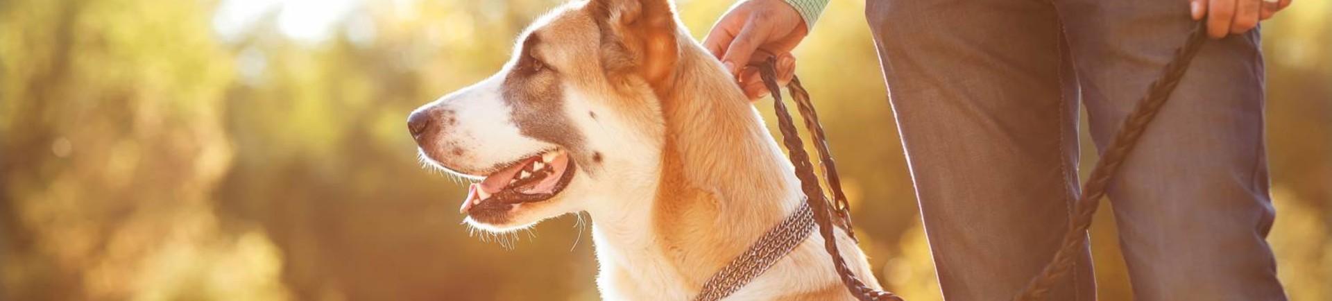 Voordelige een comfortabele hondenhalsband kopen