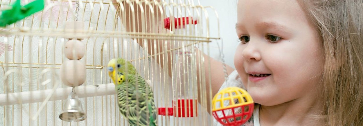 Vogelspeelgoed kopen, een echte aanrader! Vogelspeelgoed kopen, een echte aanrader!