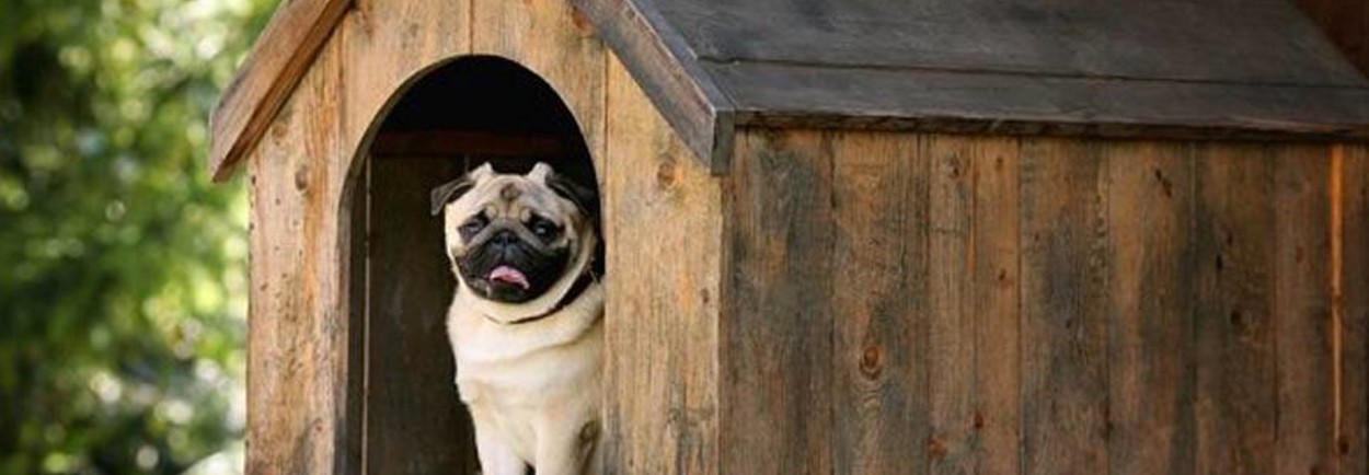 De leukste hondenhokken voor jouw favoriete huisdier