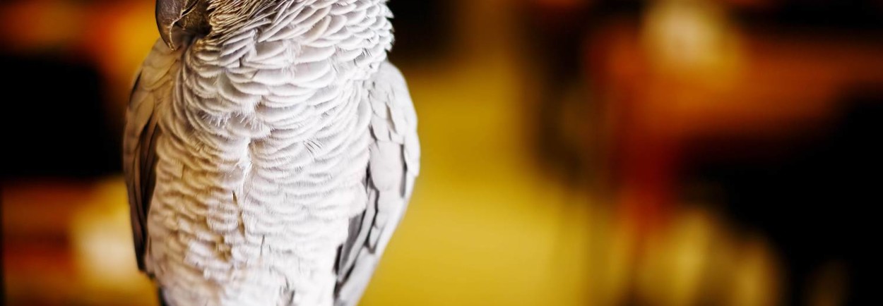 Voordelige, kwalitatieve papegaaienkooi kopen