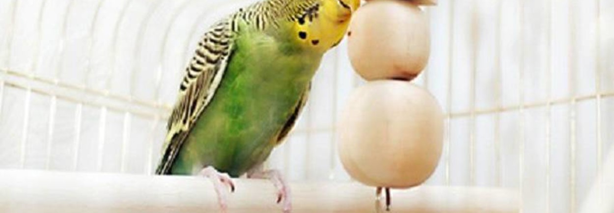 De beste en goedkoopste vogelkooien kopen De beste en goedkoopste vogelkooien kopen