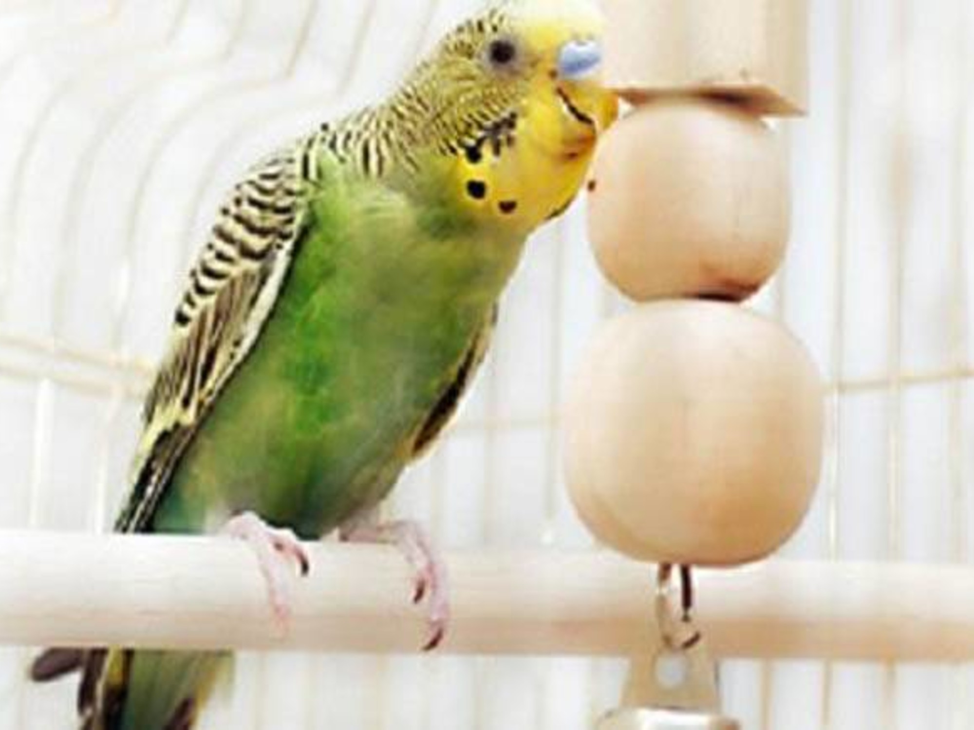 Bij zonsopgang Informeer Heerlijk De beste en goedkoopste vogelkooien kopen - Pets Gifts