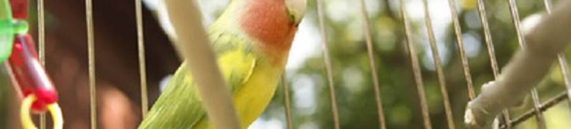 Een kwalitatieve volière kopen voor je vogels