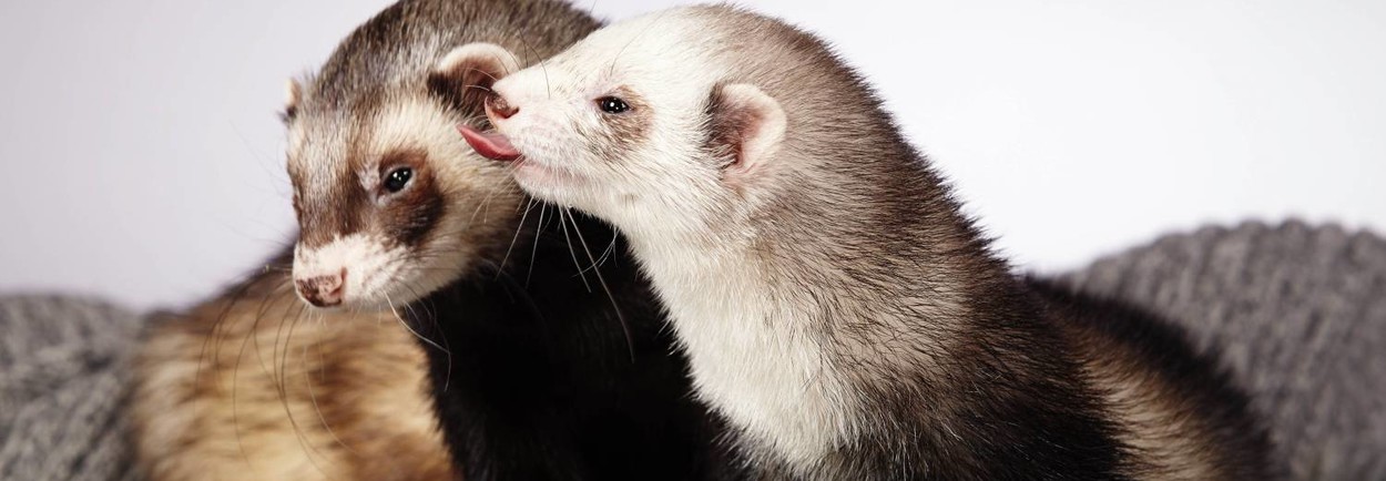 De goedkoopste frettenkooien bij Petsgifts De goedkoopste frettenkooien bij Petsgifts