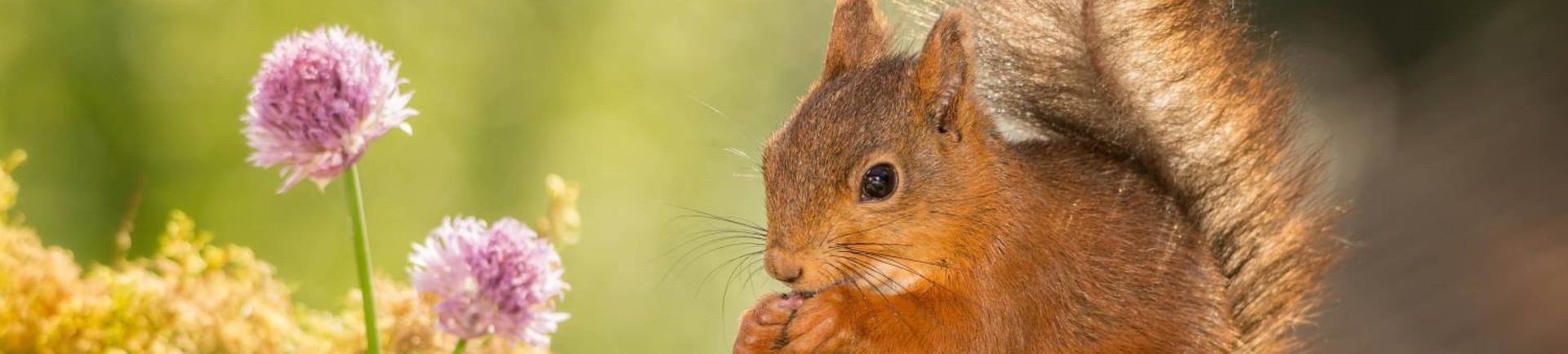 Hoogwaardige eekhoornkooi kopen