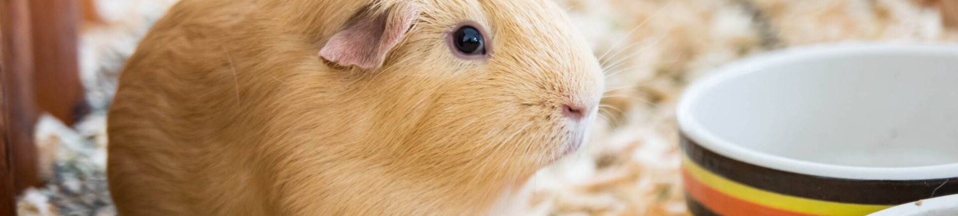 Welke caviakooi kopen?