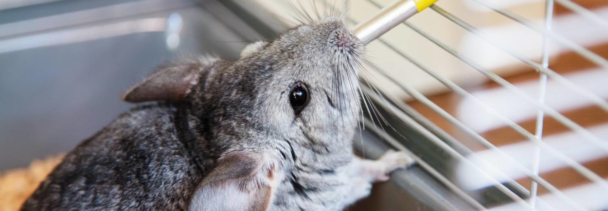 De beste chinchillakooien vind je bij Petsgifts!