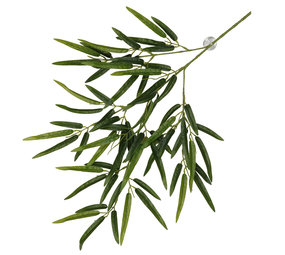 Terra Della Hangende Plant Bamboe