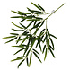 Terra Della Hangende Plant Bamboe Terra Della Hangende Plant Bamboe