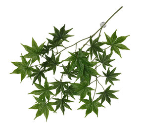 Terra Della Hangende Plant Cannabis Terra Della Hangende Plant Cannabis