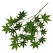 Terra Della Hangende Plant Cannabis Terra Della Hangende Plant Cannabis