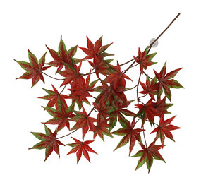 Terra Della Hangende Plant Cannabis rood Terra Della Hangende Plant Cannabis rood