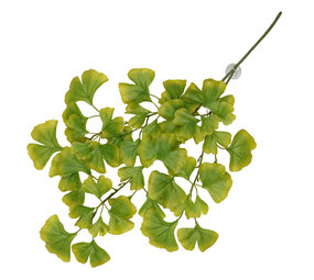 Terra Della Hangende Plant Ginko groen