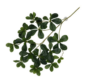 Terra Della Hangende Plant Aralia Terra Della Hangende Plant Aralia