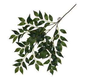 Terra Della Hangende Plant Banyan Terra Della Hangende Plant Banyan