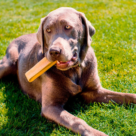 Trixie Yaky Chew Cheese