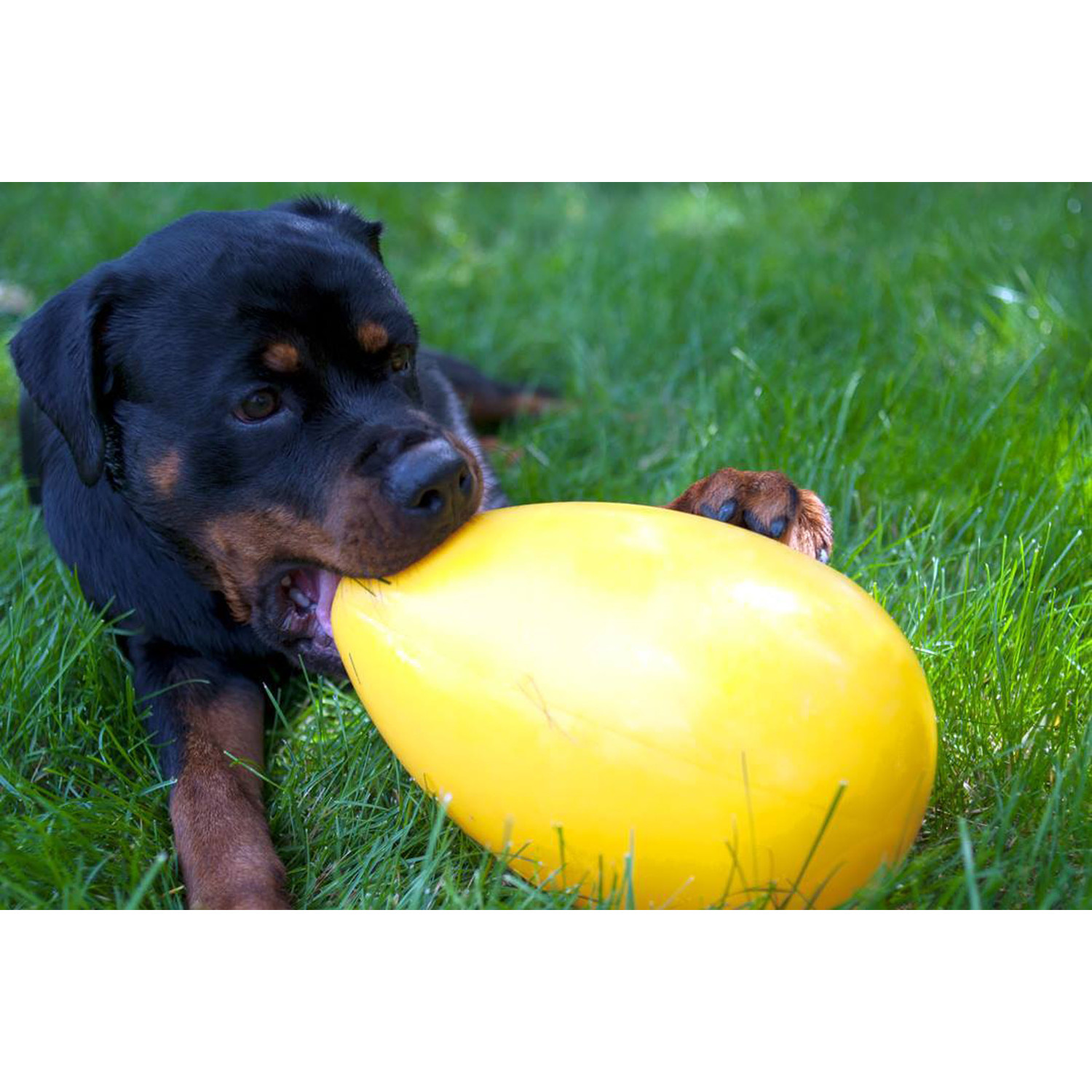 Jolly egg dog toy canada online