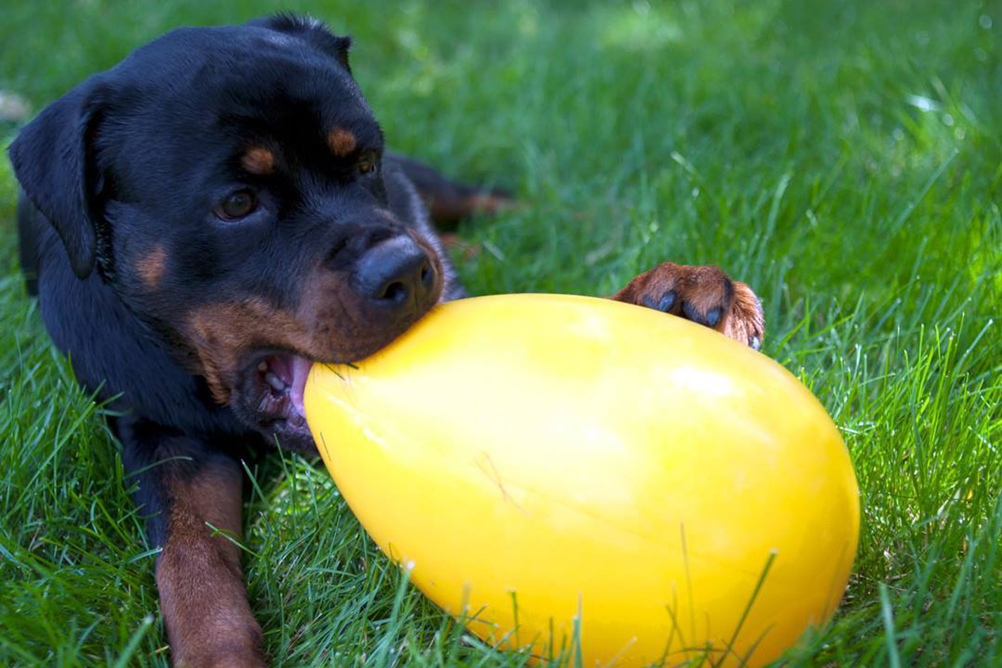 invoeren pak Geliefde Dog Comets Jolly Egg 30 cm - Pets Gifts