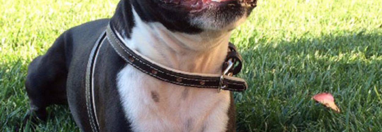 Welk speelgoed krijgt hond niet kapot?