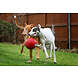 Jolly Pets Ball Romp'n Roll Jolly Pets Ball Romp'n Roll