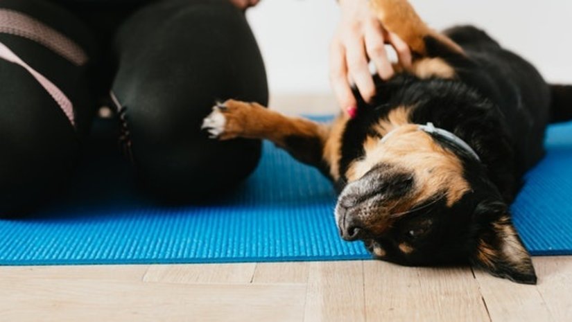 Je hond op hondentraining – wel of niet doen?