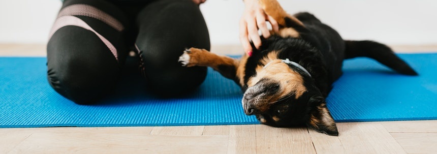 Je hond op hondentraining – wel of niet doen?  Je hond op hondentraining – wel of niet doen?