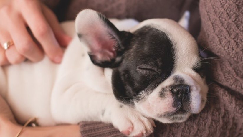 Een hond uit het asiel adopteren? Hier moet je op letten