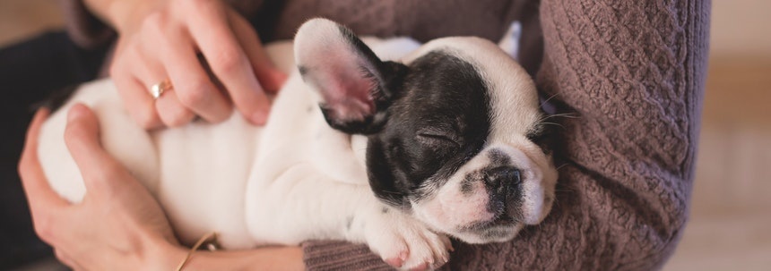 Een hond uit het asiel adopteren? Hier moet je op letten Een hond uit het asiel adopteren? Hier moet je op letten