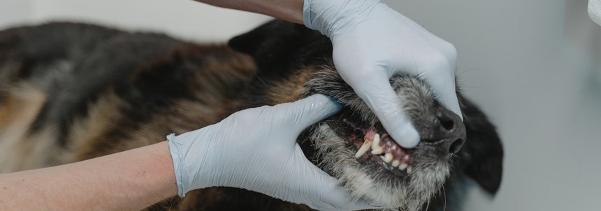 De meeste voorkomende problemen bij dierenartsen De meeste voorkomende problemen bij dierenartsen