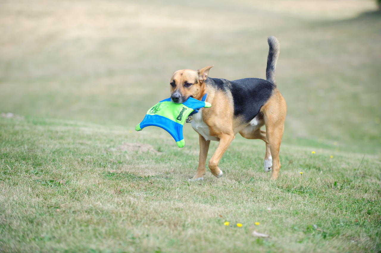 Chuckit Flying Squirrel Chuckit Flying Squirrel