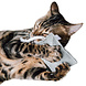 CanadianCat Company Catnip Knuffelkussen grijs CanadianCat Company Catnip Knuffelkussen grijs