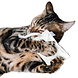 CanadianCat Company Catnip Knuffelkussen wit CanadianCat Company Catnip Knuffelkussen wit